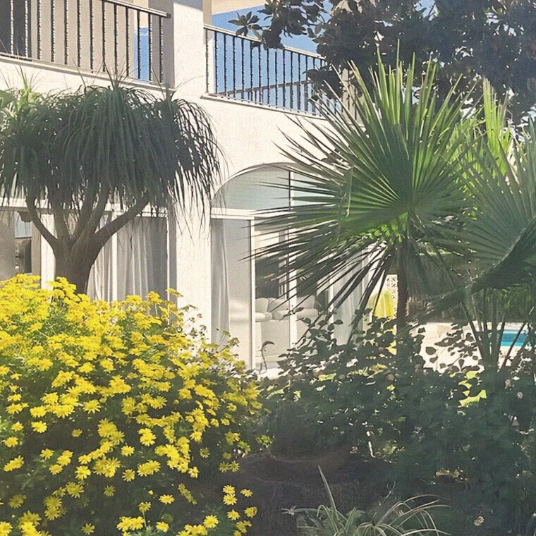 Mimosa flowering in the garden