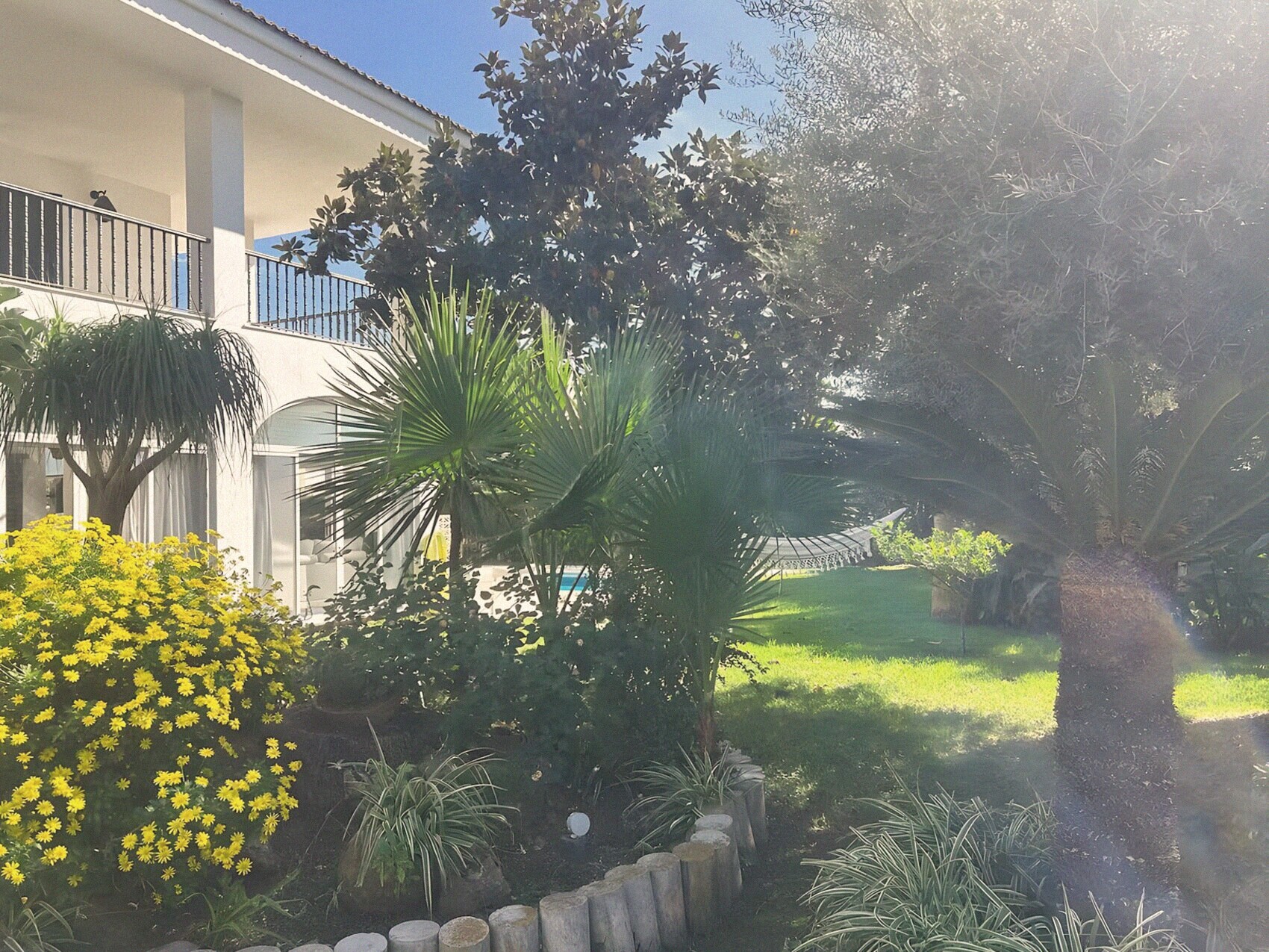 The garden with mimosa, palms and lawn